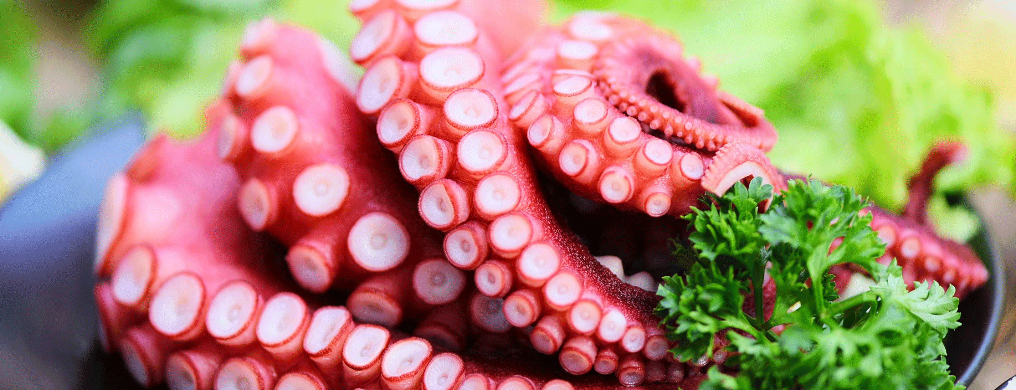 Octopus / Squid