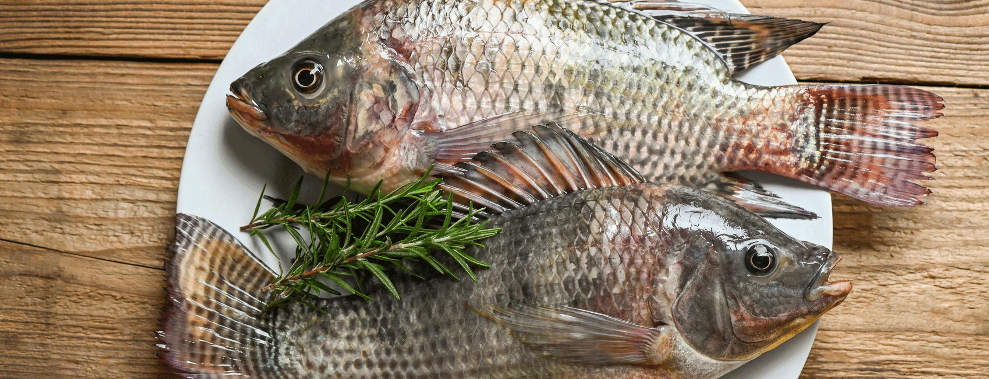 Tilapia